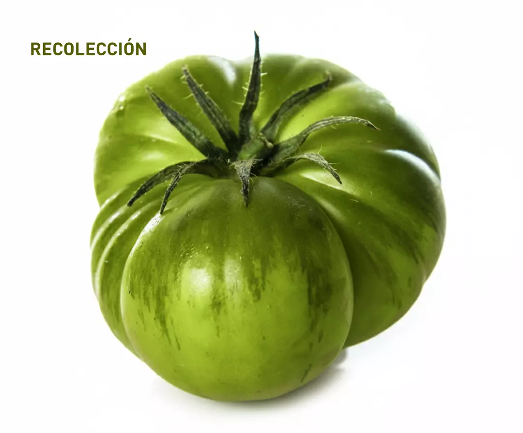 Tomate Rafan Caja de Tomate Raf 4 Kg - Verdura fresca a domicilio